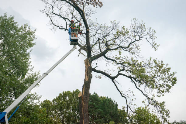 The Steps Involved in Our Tree Care Process in Anaheim, CA